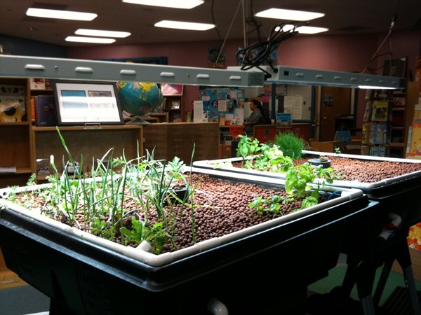 Plants growing in Aquaponics table in library