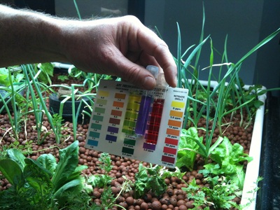 Chemical chart being displayed among plants in Aquaponics table 