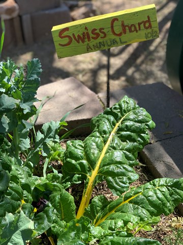 Sign over plants reading "Swiss Chard Annual"